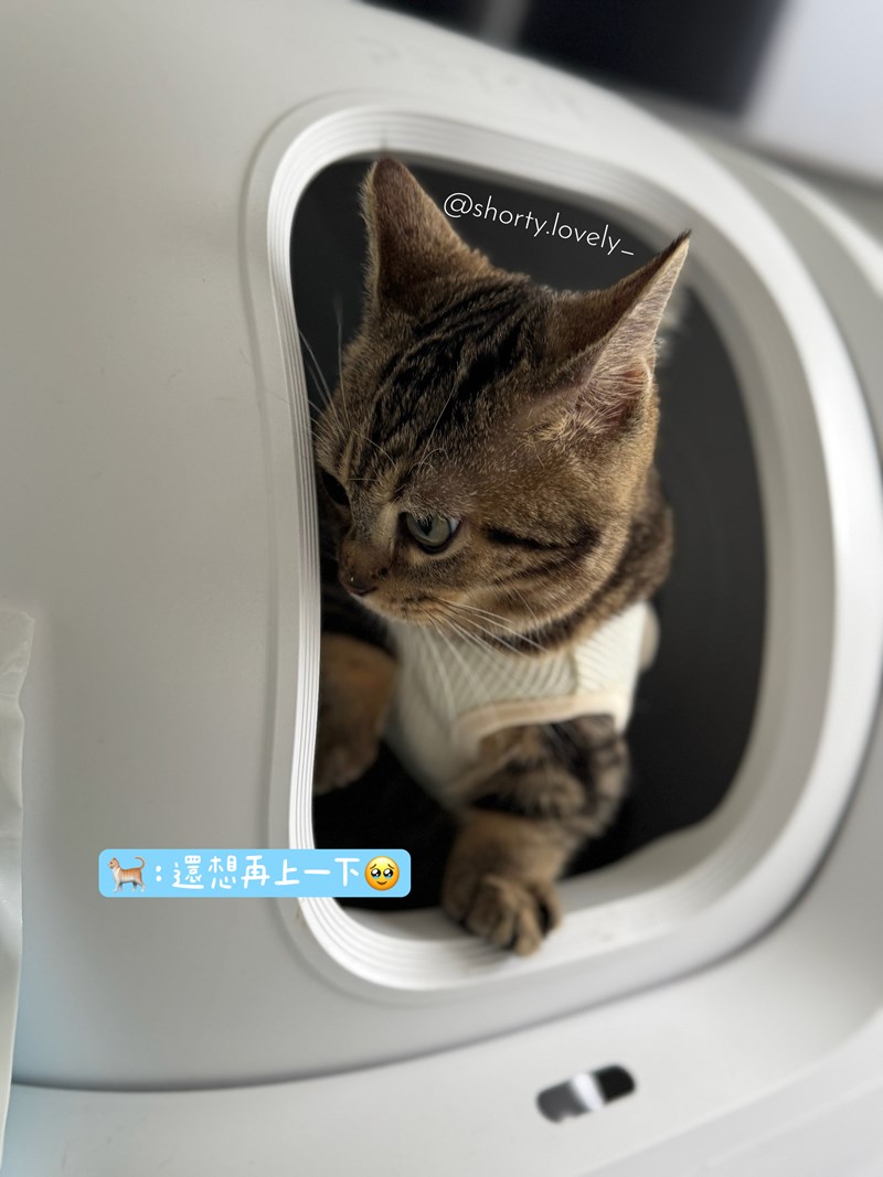 女人知己試用大隊,口碑行銷,部落客行銷,PurreLand 倍淨豆腐貓砂,好市多購買,COSTCO購買,豆腐貓砂,PurreLand倍淨,低粉塵,易清理,可沖馬桶,提供絕佳的除臭與凝結力,豆腐貓砂評價,貓砂評價,使用心得,貓砂分享,好用,原味,綠茶,豆腐砂,水量需完全覆蓋貓砂,水量需貓砂的2~3倍以上,豆腐砂評價,高CP值,划算